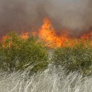 Subject-Specific Curriculum Audit: Science